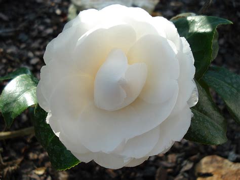 camellia coco chanel.